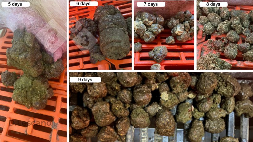 Photo 1. Visual appearance of feces from&nbsp;constipated sows.
